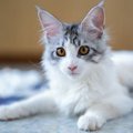 大きい猫は穏やかで優しい！人気の種類や飼うときの注意点を紹介