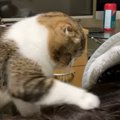 起きてよ！遊ぼうよ！飼い主さんを起こす猫さん！