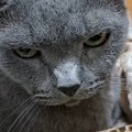 パパに絡まれて『怒りを溜めていた猫』→チョップをされたら…思わず笑…