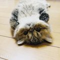 猫のお腹のたるみ『ルーズスキン』とは？その役割と脂肪との見分け方	