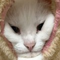 ハンモックの隙間から顔を出す猫→『口元』を見てみると…あまりにも仙人す…