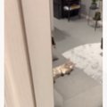 お風呂に入ったふりをして部屋を覗いたら…猫がしていた『まさかの行動…
