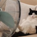 猫がいる部屋で『扇風機』は危険？気をつけるべき3つのこと　上手に使…