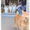 窓を開けると勢いよく庭に出て行った1匹の猫→次の瞬間…『まさかの光景』が…