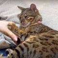 乗り気じゃない！子猫の頃の遊びに付き合う猫ちゃん