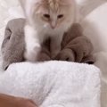 ふかふか素材のアイテムを並べていくと…猫がとった『可愛すぎる行動』…