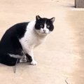 『足に罠がついたまま歩いていた猫』との出会いから２年…保護までの記録と…