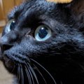 普段はエメラルドグリーンの瞳をしている黒猫→『角度を変える』と…素敵な…