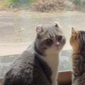 家族みんなの笑顔のために♡パパ猫くんの気づかいが泣ける…