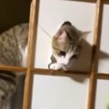障子の枠に登った猫→飼い主さんの『目の前』で…想像以上に堂々とした『現…