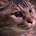 ウインナーを焼いていた飼い主さん→ふと猫の鼻を見てみたら…『可愛す…
