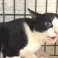 不安のあまり、声がかれるまで鳴き続けた保護猫→諦めずにコミュニケーショ…