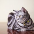 猫が座り込んで動かないのはなぜ？6つの心理や注意したい事