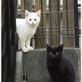 ７年前、あどけない表情の『白猫と黒猫』を家族に迎えて…現在→素敵すぎる…