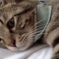 飼い主さんのお腹の上でまったりする『甘えん坊の猫』…『赤ちゃんすぎる光…
