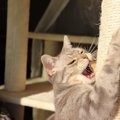 『興奮しすぎた猫』にしてはいけないNG行為4選　猫に悪気はなくても事…