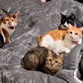 猫たちと一緒に冬を迎えた結果→ベッドを占領されて…絶対に負けられな…