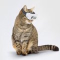 ついに猫にも！猫用VRが登場