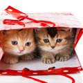 猫にもお年玉をあげよう！喜ぶ4つの物