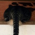 壁の隙間に詰まっていた猫→オカンがやってくると…まさかの『除猫作業の瞬…