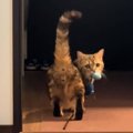 遊び疲れた飼い主→猫に『寝たふり』がバレた結果…反則級に可愛い『ま…