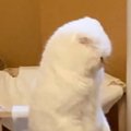 ニャンプロ中の2匹の猫→『ポーズ』を見てみると？…「違う生き物になってる…