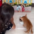 『死にそうだったから』とパパが連れ帰った子猫→子供たちと少しずつ距離を…