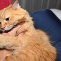 猫が飼い主を『蹴る』ときの理由3選　結構痛い猫キック、やめてもらう…