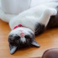 猫が『へそ天』をしたまま眠っているときの理由3つ　あなたへの信頼の…
