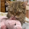 猫に『モコモコのぬいぐるみ』渡した結果…まるで赤ちゃんのような行動…