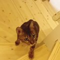 猫ちゃんたちとだるまさんが転んだ！できるかな～？