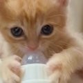 子猫から飲み終わった哺乳瓶を取ろうとしたら…反則級の『可愛すぎる反…