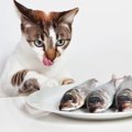 猫の盗み食い対策としつけ方