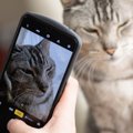 猫にカメラを向けると『目をそらす』のはナゼ？3つの理由と写真を撮る時の…