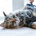 『毛がよく抜ける』と言われる猫種5選　健康面で特に気をつけるべき点…
