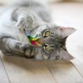 猫に愛されている飼い主が実践する『喜ばせワザ』4選　絆がより深まるかも…