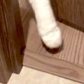 退院から数日→トイレに入ろうとしたら、猫が……可愛すぎてつい笑ってしまう…