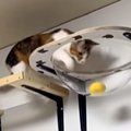 飼い主がボールを投げると、隠れていた猫が走り出して…野球選手さながらの…