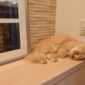 猫が飼い主を『玄関で待っている』ときの心理5つ　帰宅に気付けるのは…