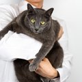 猫にとっても『肥満』が危険な5つの理由　かかりやすくなる病気や生活への…