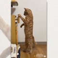 「猫ってそんな感じで引き出し開けるんだ…？」二足立ちする姿に「中に…