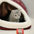 猫があなたに『叶えてください』と願っていること4つ　お願いする理由や愛…