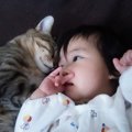 妊婦さんが愛猫と過ごす際の注意点