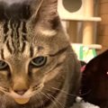 一生懸命頑張った猫ちゃんに起きた不幸な出来事