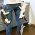 『ご飯が待ちきれない子猫たち』の行動…飼い主への催促の仕方が可愛す…