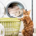 梅雨時期に増える『室内干し』実は猫には迷惑？猫のいる部屋に洗濯物を干…