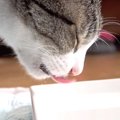 いつまでも見てられる！猫たちの美しいミルク飲み