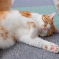 猫も夢を見るの？寝ているときにピクピクする理由