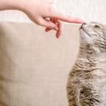 猫も人も発症する『人獣共通感染症』5つ　主な原因や症状、知っておくべき…