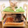 猫ちゃん専用ベッドの危機？！アレンジでにっこり♪